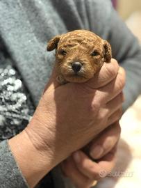 Cucciolo di barboncino