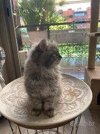 Vendita cuccioli British Shorthair e longhair