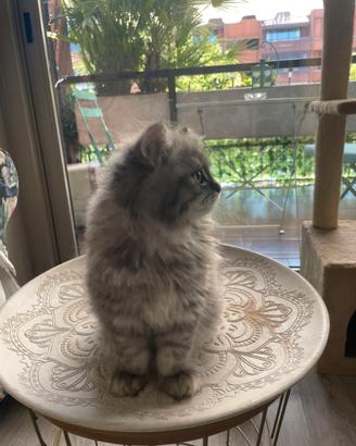 Vendita cuccioli British Shorthair e longhair