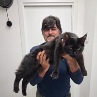 Maine coon con pedigree