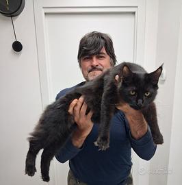 Maine coon con pedigree