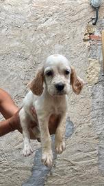 Setter inglesi