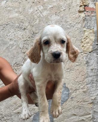 Setter inglesi