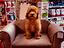 Immagine 12