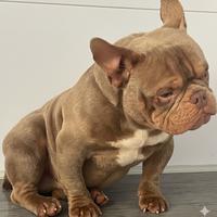 American Bully Micro Exotic Stallone