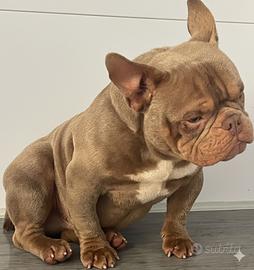 American Bully Micro Exotic Stallone