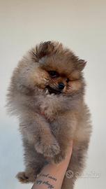 Spitz pomerania linea americana