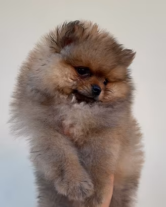 Spitz pomerania linea americana