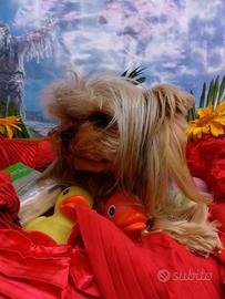 Maschietto Yorkshire Taglia Molto Piccola