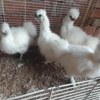 Pulcinotti gallina moroseta bianca
