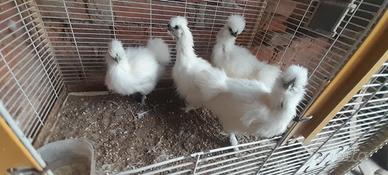 Pulcinotti gallina moroseta bianca