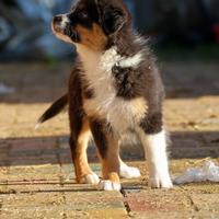 Cuccioli australian shepherd/pastore australiano