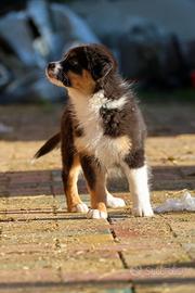 Cuccioli australian shepherd/pastore australiano