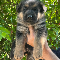 Cuccioli di Pastore Tedesco