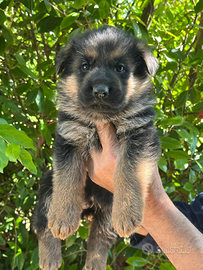 Cuccioli di Pastore Tedesco