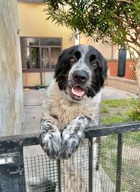 splendida cucciola di Pastore dei Pirenei