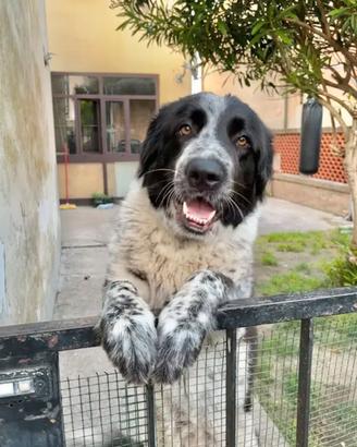 splendida cucciola di Pastore dei Pirenei