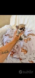Chihuahua