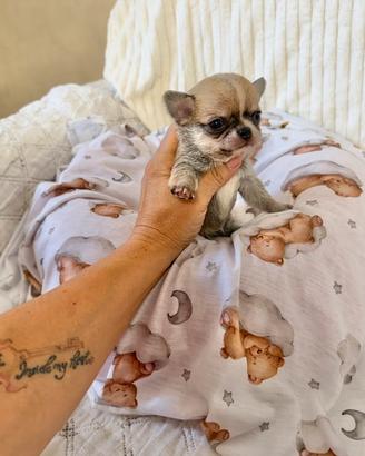 Chihuahua