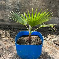 Washingtonia Robusta palma