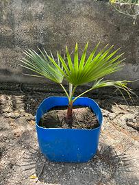 Washingtonia Robusta palma