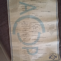 Pitbull american terrier