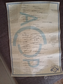 Pitbull american terrier