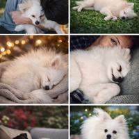 Pomerania con pedigree