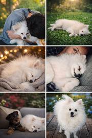 Pomerania con pedigree