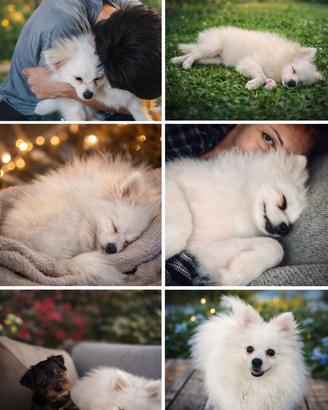 Pomerania con pedigree
