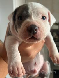 Cuccioli di pit blue nose