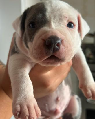 Cuccioli di pit blue nose
