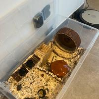 2 criceti dorati + casa costruita da me