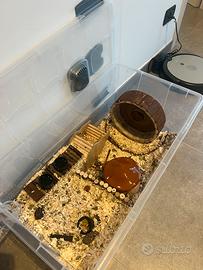 2 criceti dorati + casa costruita da me