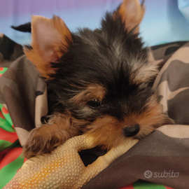 Cuccioli di Yorkshire