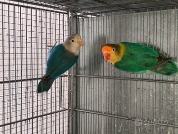 Fischer inseparabili