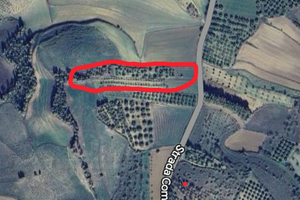 Olivetto sito in baressa (or)