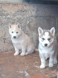 Husky siberian