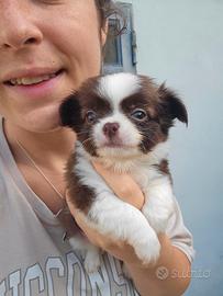 Chihuahua femmina pelo lungo