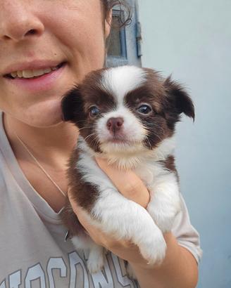 Chihuahua femmina pelo lungo