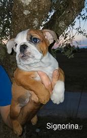 Menola's Bulls all.to amatoriale bulldog inglese r