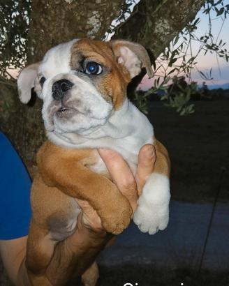 Menola's Bulls all.to amatoriale bulldog inglese r