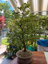 Bonsai di Faggio 8 anni