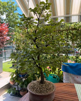 Bonsai di Faggio 8 anni