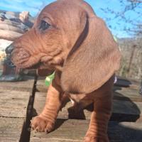 Cuccioli di bassotto