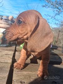 Cuccioli di bassotto