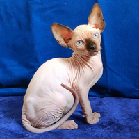 BELLlSSlMO gattino Maschio ELF Sphynx gatto nudo