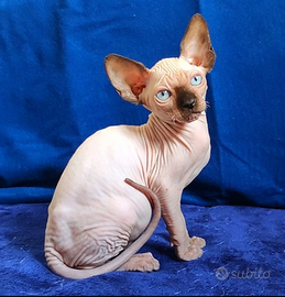 BELLlSSlMO gattino Maschio ELF Sphynx gatto nudo