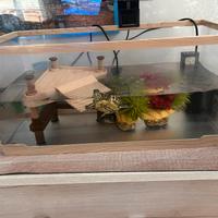 Due tartarughe di acqua con annessi accessori