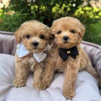 Cuccioli Maltipoo toy